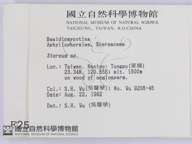 韌革菌屬藏品圖，第2張