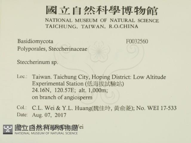 齒耳菌屬藏品圖，第2張