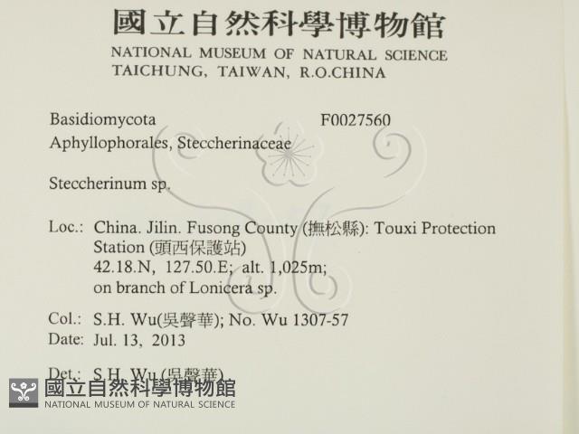 齒耳菌屬藏品圖，第2張