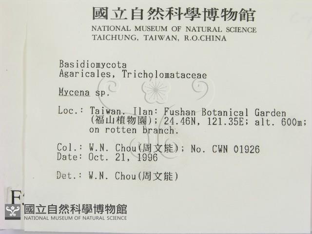 小菇屬藏品圖，第2張