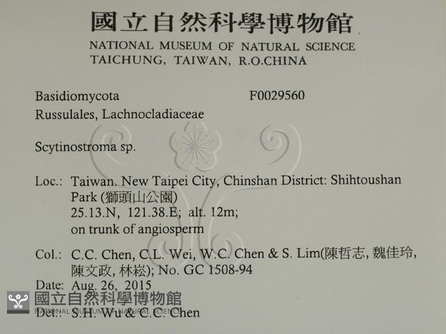 革墊菌屬藏品圖，第2張