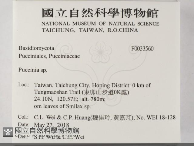 柄銹菌屬藏品圖，第2張