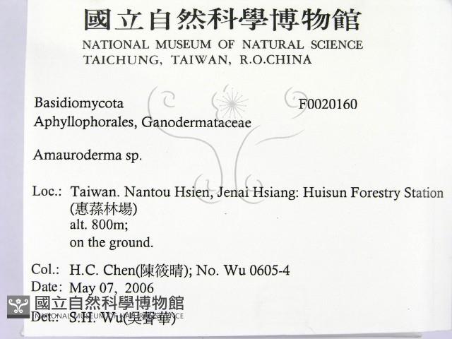 假芝屬藏品圖，第2張