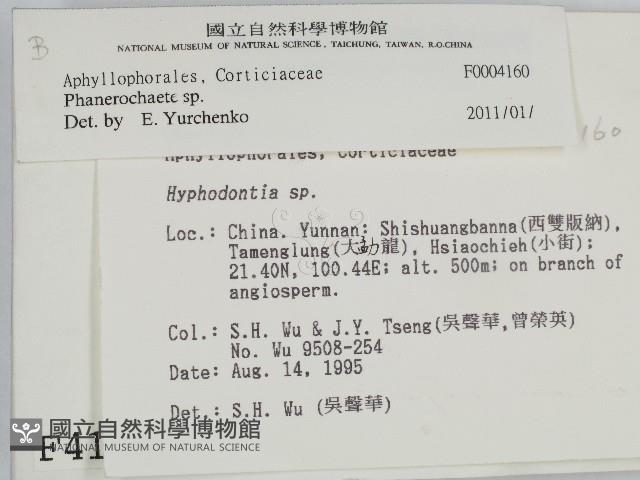 顯絲菌屬藏品圖，第2張