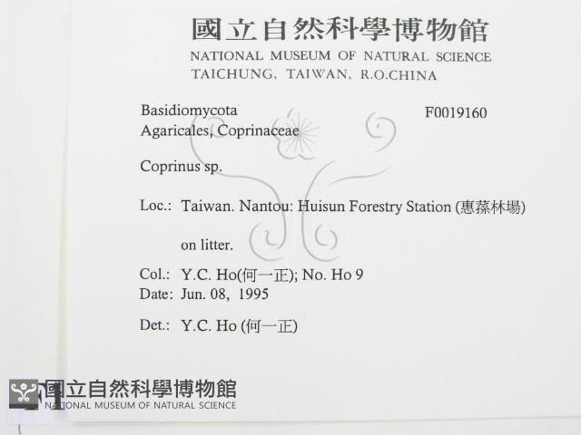 鬼傘屬藏品圖，第2張