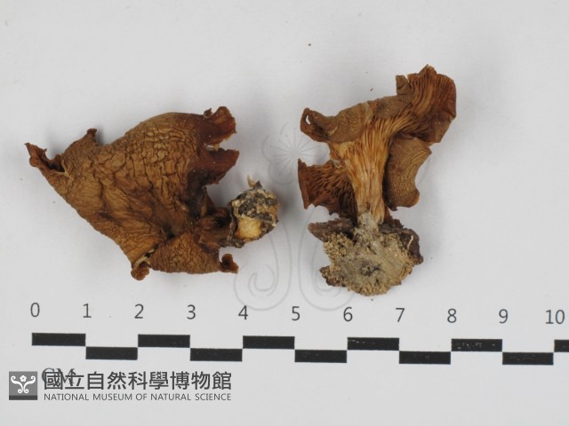 糙皮側耳藏品圖，第1張