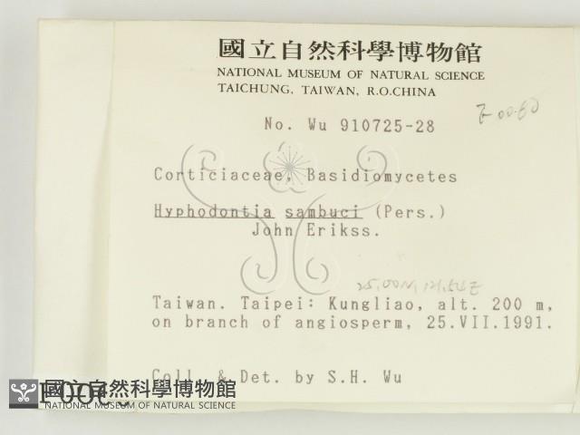 冇骨消絲齒菌藏品圖，第2張