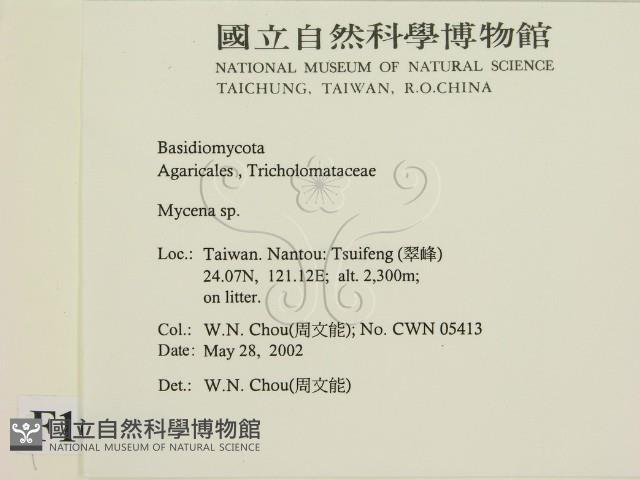 小菇屬藏品圖，第2張