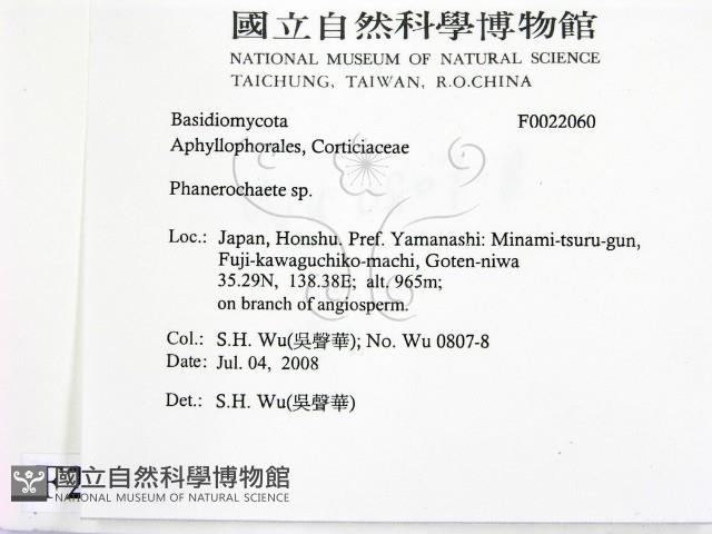 顯絲菌屬藏品圖，第2張