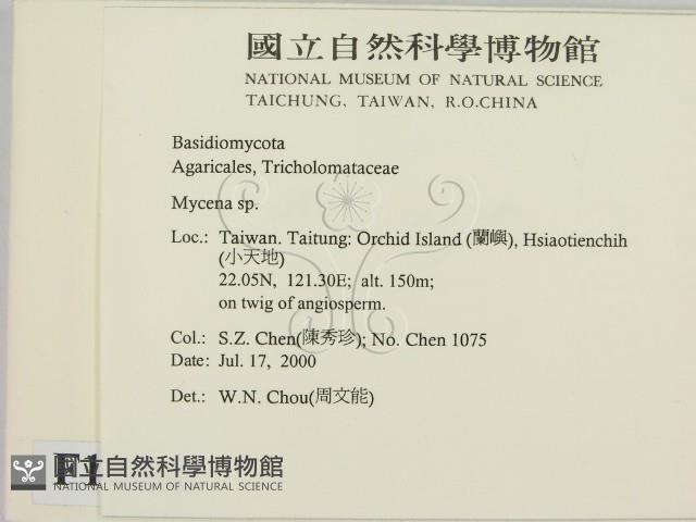 小菇屬藏品圖，第2張