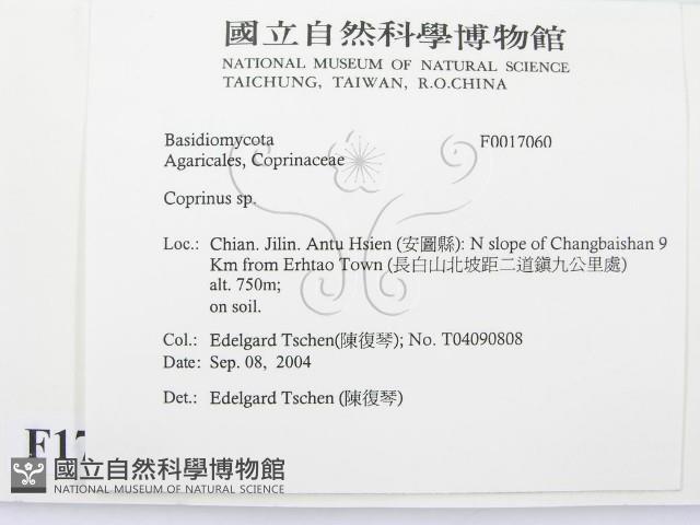 鬼傘屬藏品圖，第2張