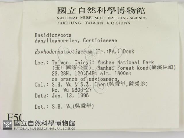 剛毛絲皮菌藏品圖，第2張