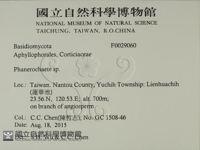 顯絲菌屬藏品圖，第2張