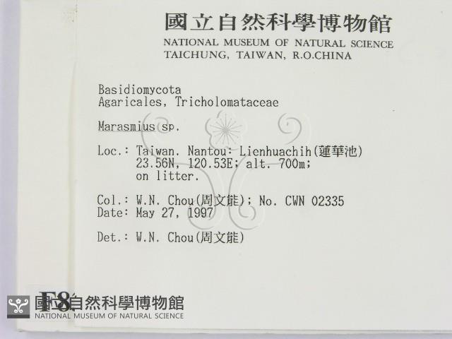 小皮傘屬藏品圖，第2張