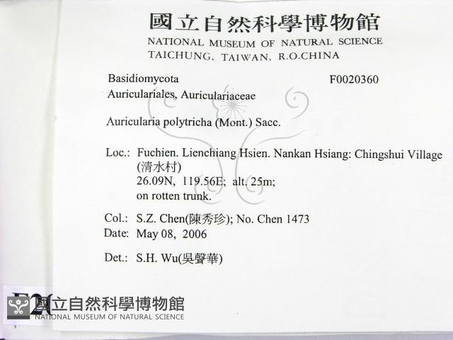 毛木耳藏品圖，第2張