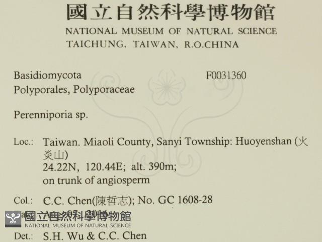 多年臥孔菌屬藏品圖，第2張