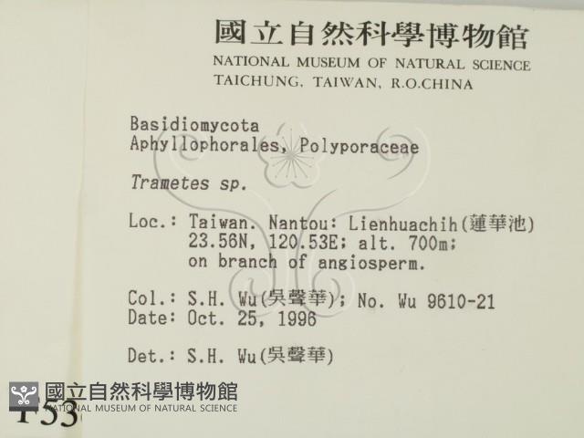 栓菌屬藏品圖，第2張