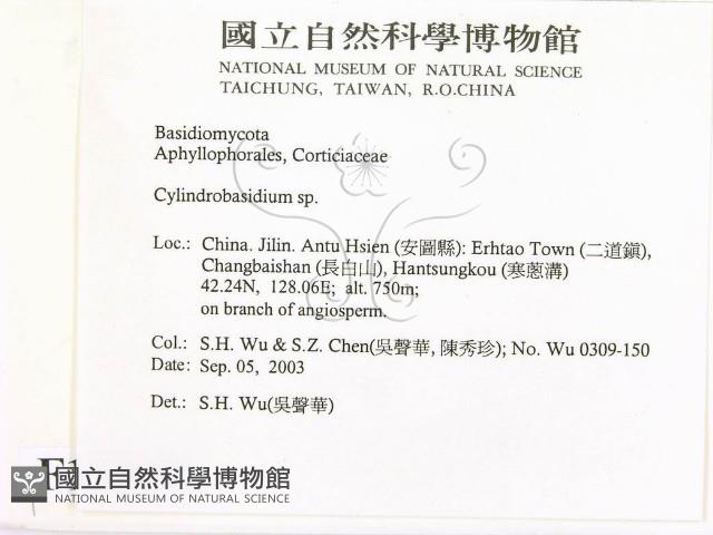 柱擔菌屬藏品圖，第2張