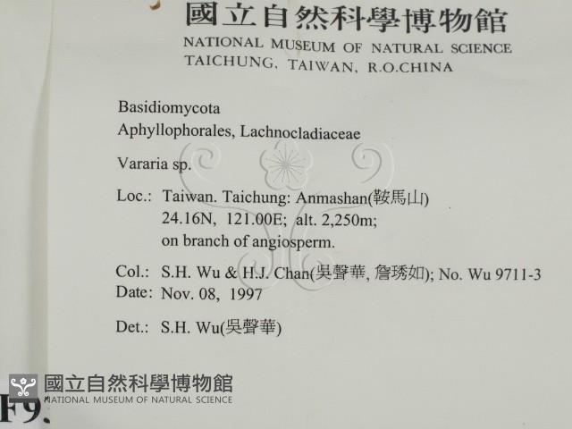 叉絲革菌屬藏品圖，第2張