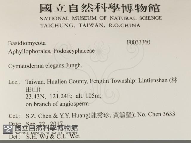 優雅波邊革菌藏品圖，第2張