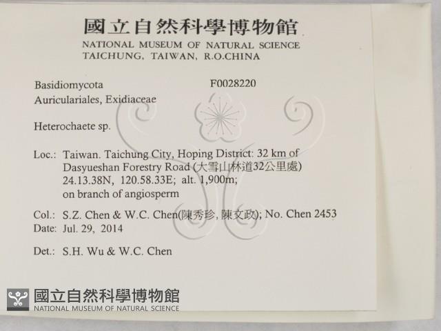 刺皮菌屬藏品圖，第2張