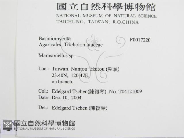 微皮傘屬藏品圖，第2張