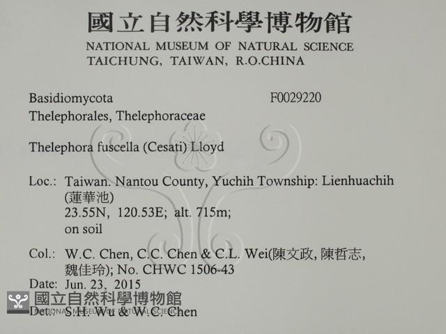 棕色革菌藏品圖，第2張