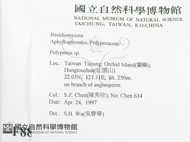 多孔菌屬藏品圖，第2張