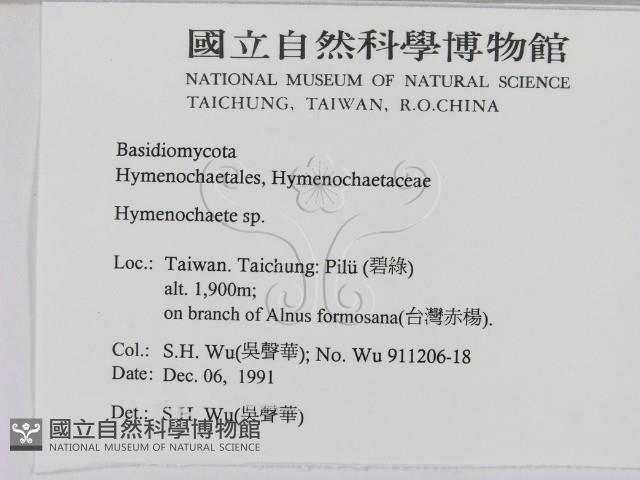 刺革菌屬藏品圖，第2張