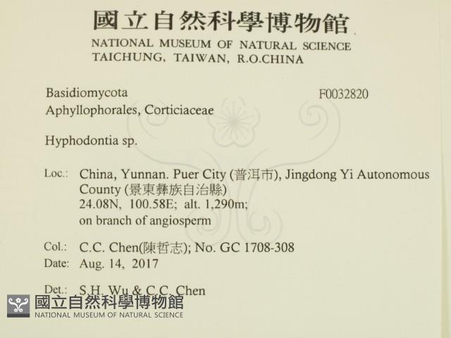 絲齒菌屬藏品圖，第2張