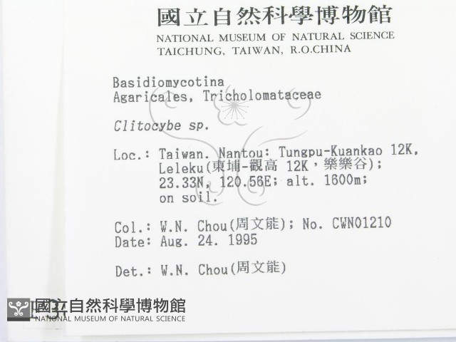 杯傘屬藏品圖，第2張
