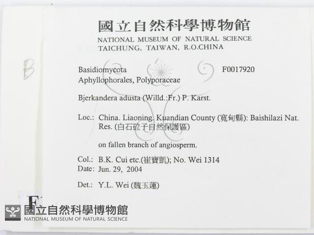 煙管菌藏品圖，第2張