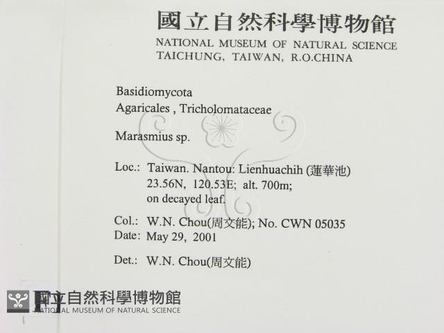 小皮傘屬藏品圖，第2張