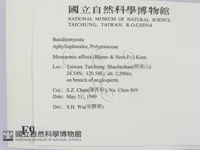 相鄰小孔菌藏品圖，第2張