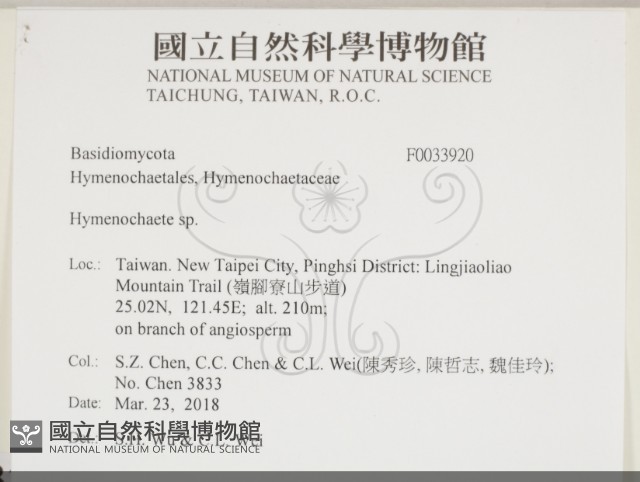 刺革菌屬藏品圖，第2張