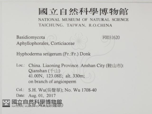 剛毛絲皮菌藏品圖，第2張