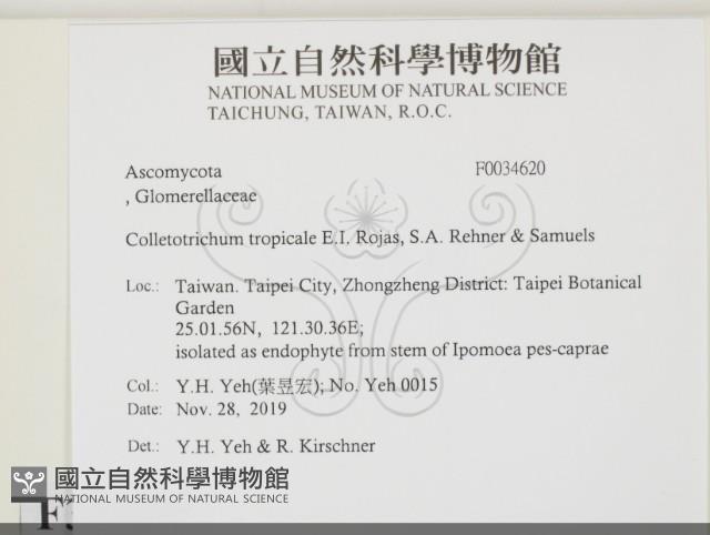 登錄號:F0034620藏品圖，第2張