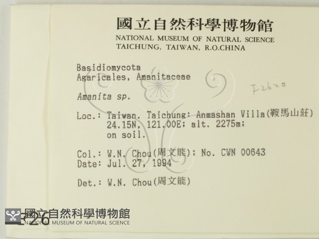 鵝膏屬藏品圖，第2張