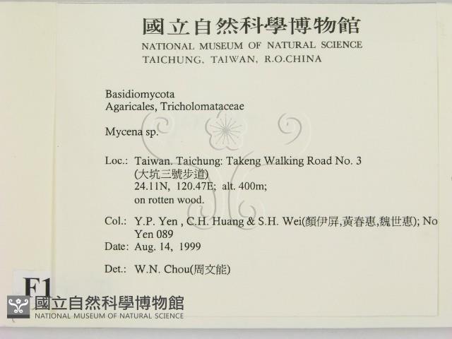 小菇屬藏品圖，第2張