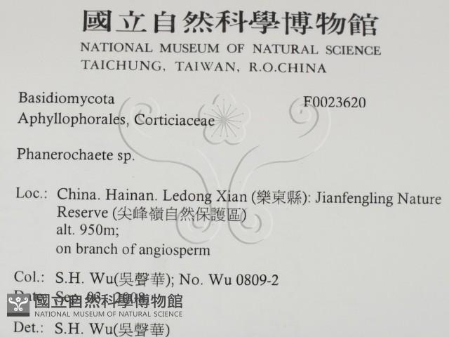 顯絲菌屬藏品圖，第2張
