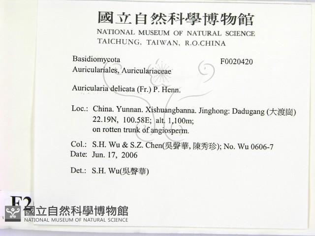 皺木耳藏品圖，第2張