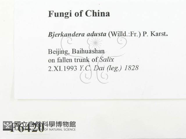 煙管菌藏品圖，第2張