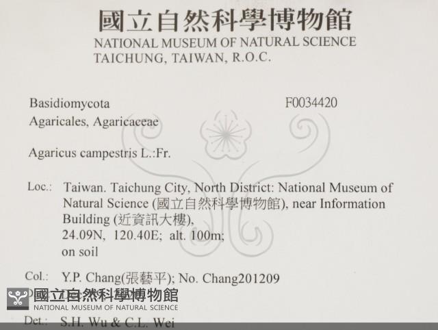 蘑菇藏品圖，第2張