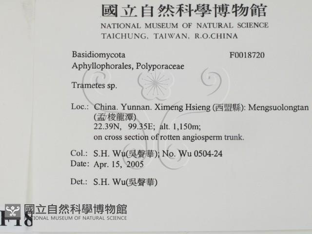 栓菌屬藏品圖，第2張