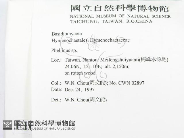 木層孔菌屬藏品圖，第2張
