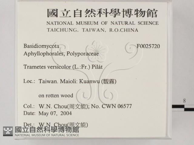 雲芝藏品圖，第2張