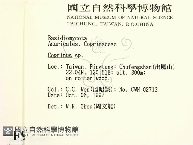 鬼傘屬藏品圖，第2張