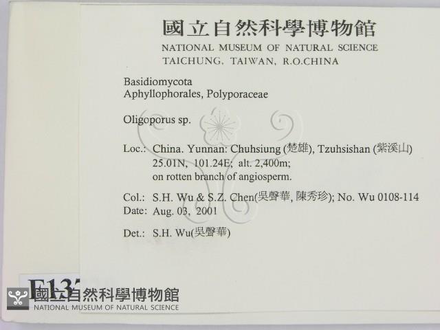 寡孔菌屬藏品圖，第2張