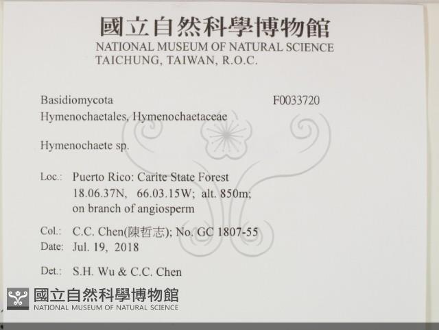 刺革菌屬藏品圖，第2張