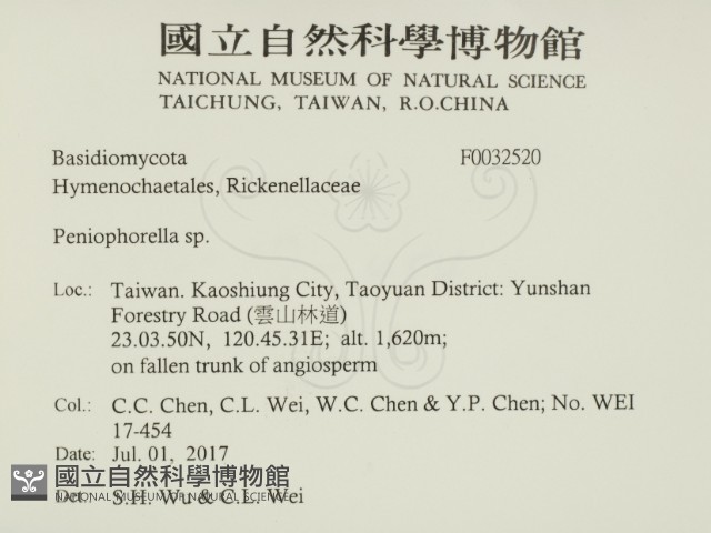 擬筍殼菌屬藏品圖，第2張